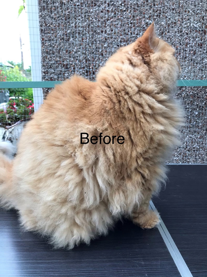 Cat Grooming Before